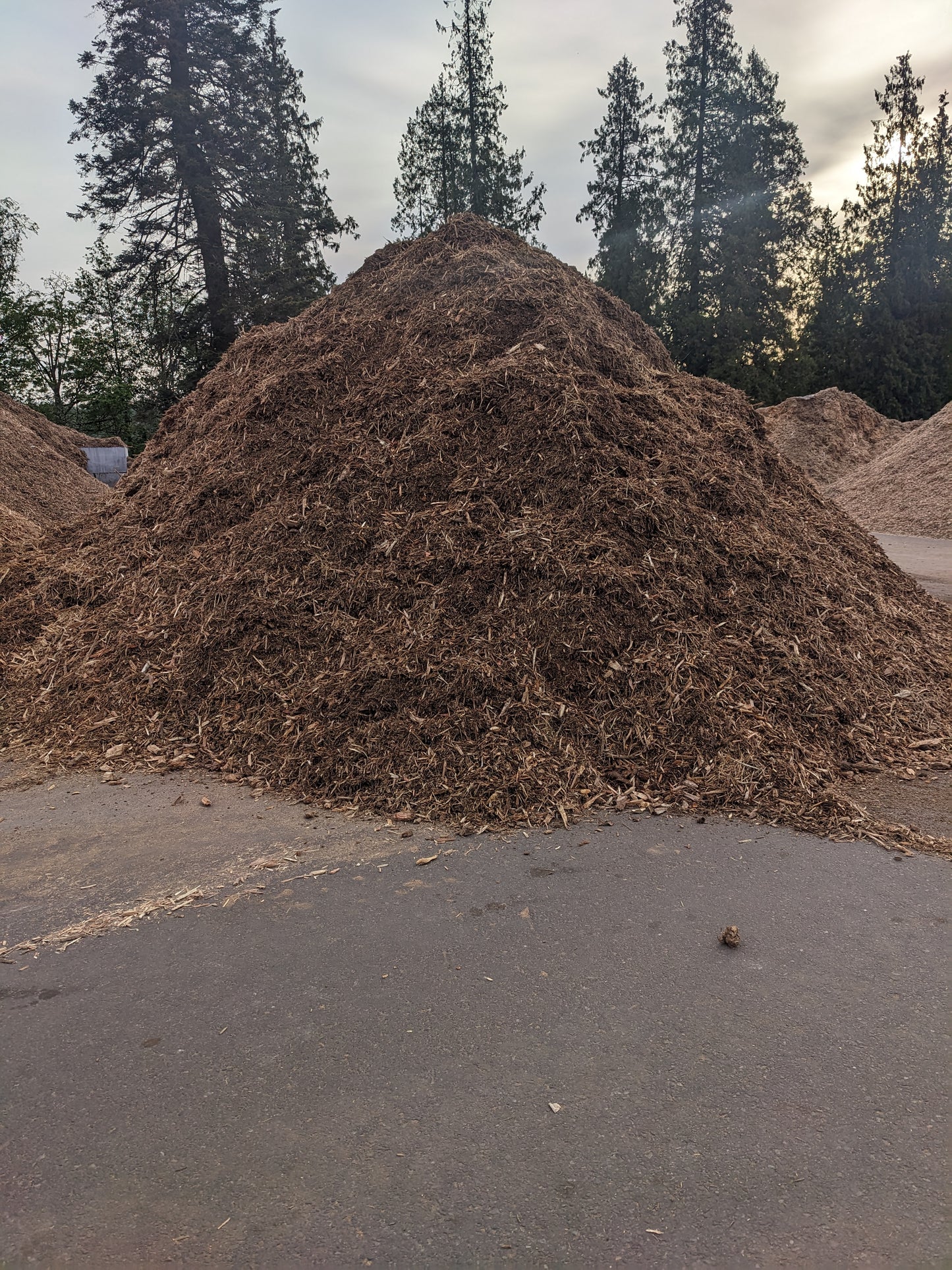 Arborist Chips